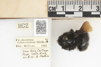 Media type: image;   Entomology 798962 Aspect: labels